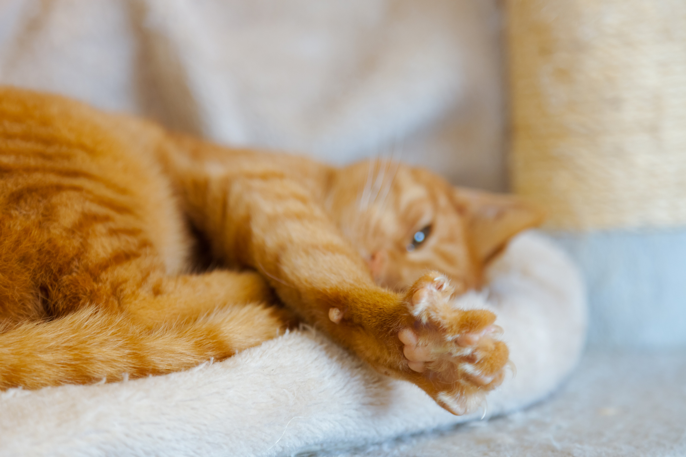 relaxing ginger cat