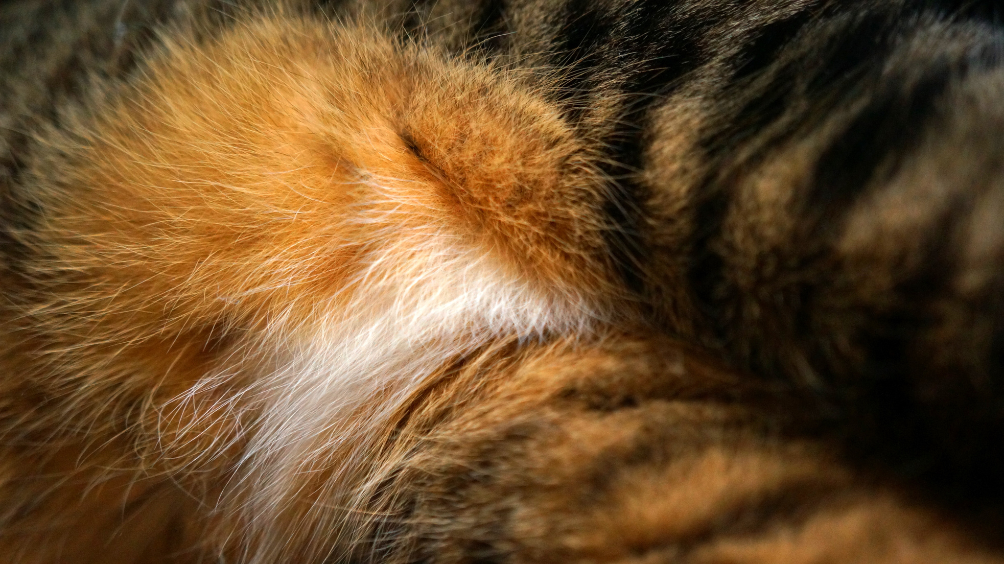 Cat Fur Texture