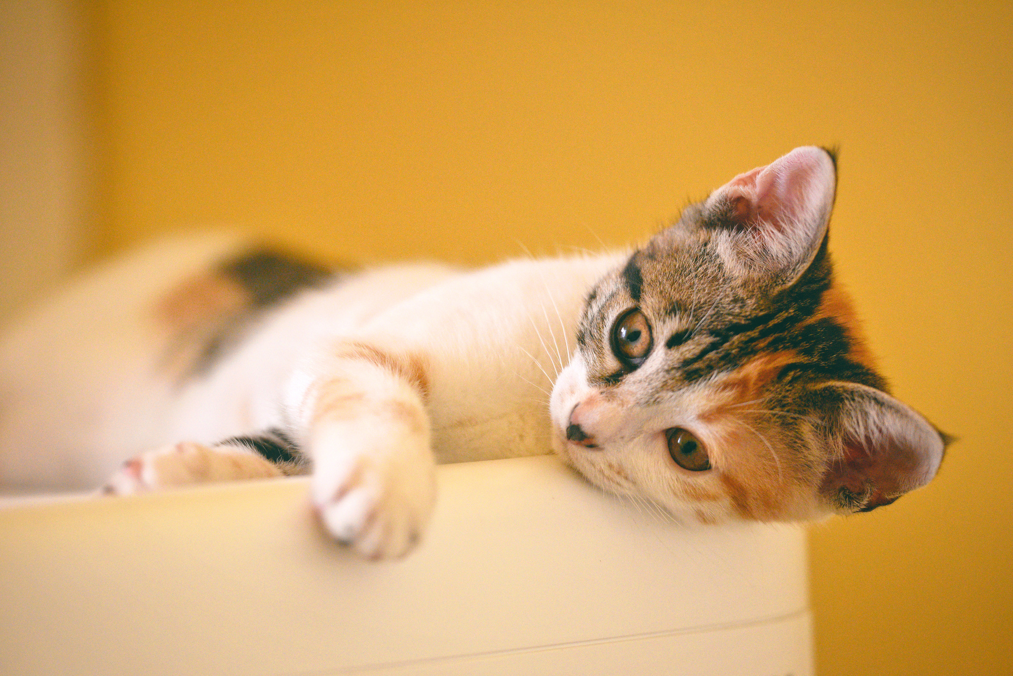 Calico Kitten Lying on the White Wooden Surface
